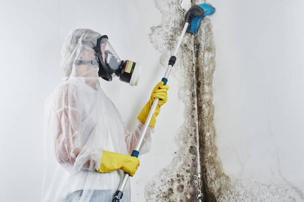 Best Crawl Space Mold Removal  in Virden, IL