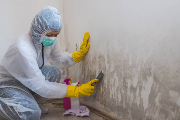 Best Local Mold Removal Service  in Virden, IL