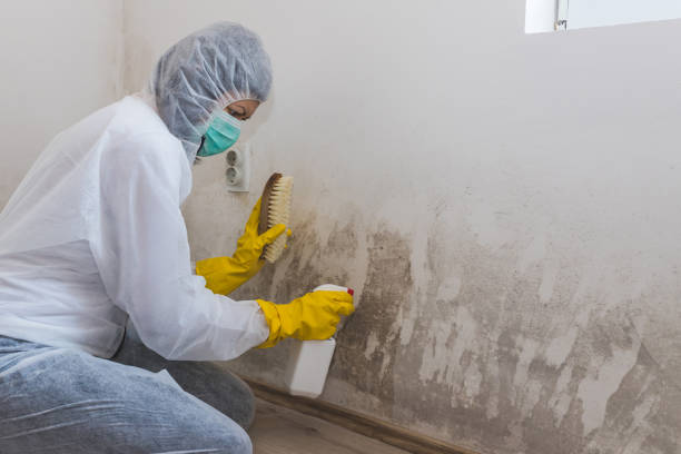 Best Certified Mold Removal  in Virden, IL