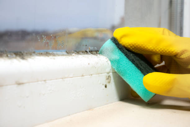 Best Attic Mold Removal  in Virden, IL