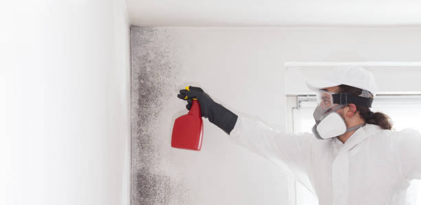 Best Office Mold Removal Services  in Virden, IL