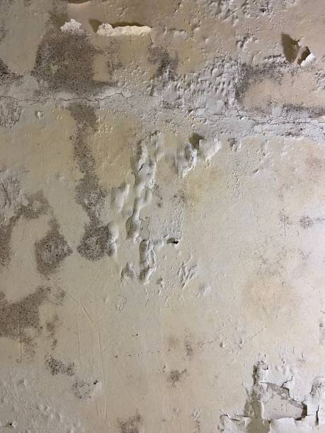 Best Mold Testing  in Virden, IL