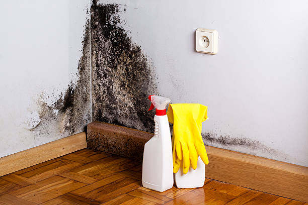 Best Mold Removal Near Me  in Virden, IL