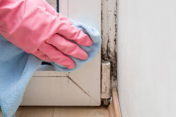Virden, IL Mold Removal Company